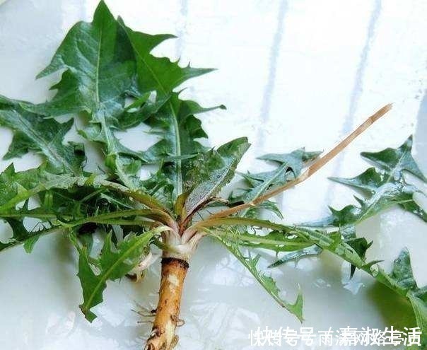 野菜|被日本人奉为“长寿菜”，我国每个城市都有，却没人喜欢吃