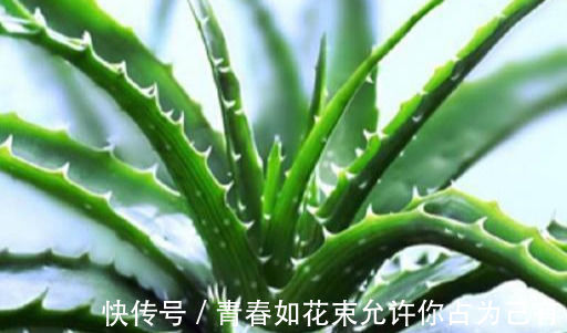 盆栽|这几种花卉盆栽号称“天然空气清道夫”，养上一盆，不失眠睡得香