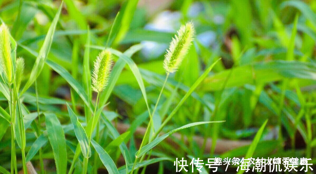 月经不调|农村人把此物当“救命草”，用它泡水喝，妇科炎好了，防月经不调