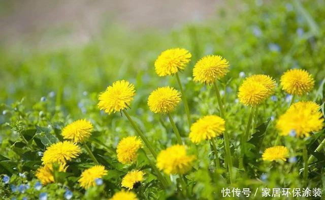 家里有条件养这3种花，开花漂亮价值高，一克就能几百元