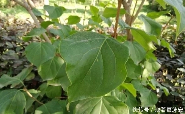 暖胃|农村大爷每天摘1种叶子泡水喝,“冲走”肝毒,看起来年轻10岁