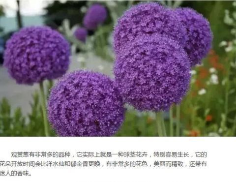 这些花朵精致的植物适合在秋季栽培,春天能开出灿烂的花朵!