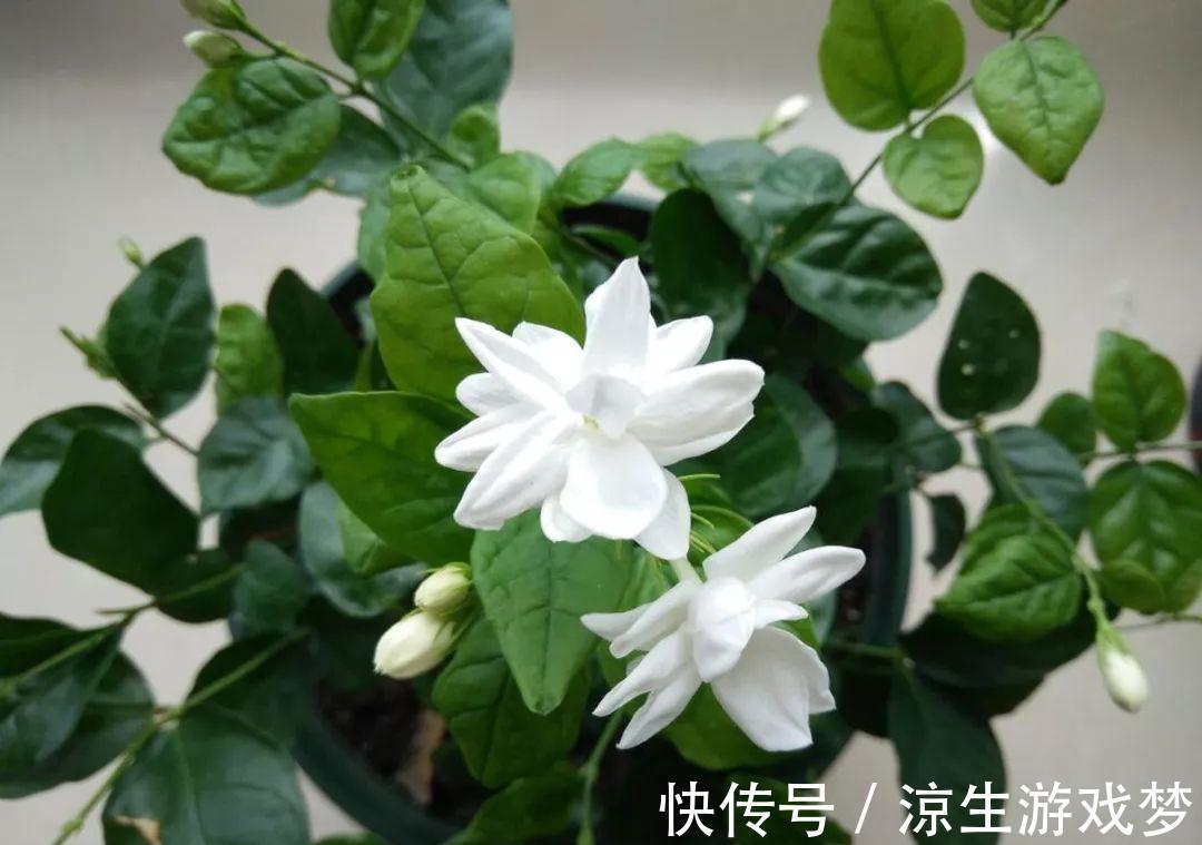 花盆里出现这东西,赶紧换土,不然一浇水就烂根