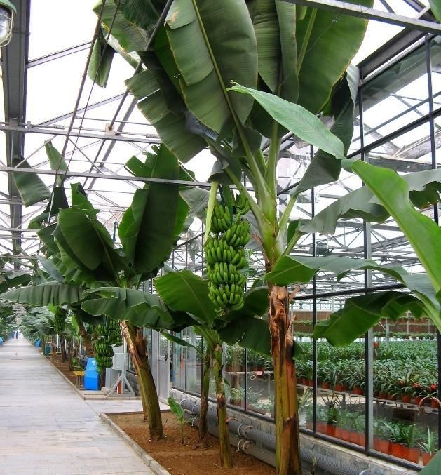 香蕉也能种盆里,结出迷你小香蕉,叶子特别耐阴