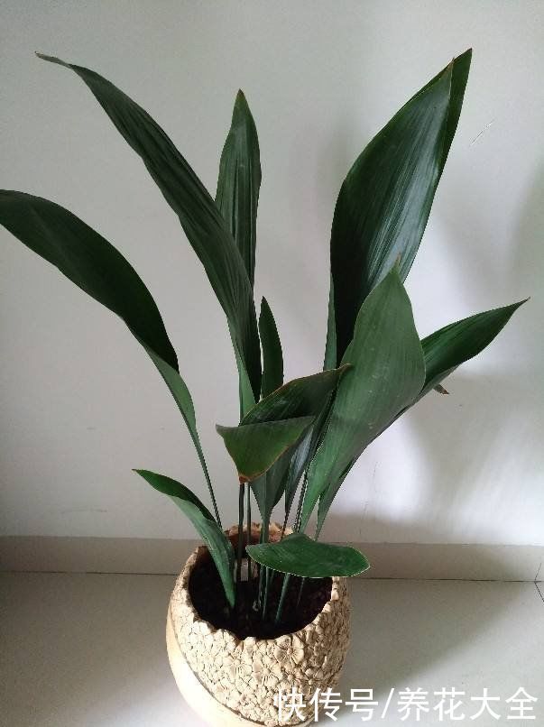 花花|冬天光照差,就养这6种耐阴植物,家里没光也能开花