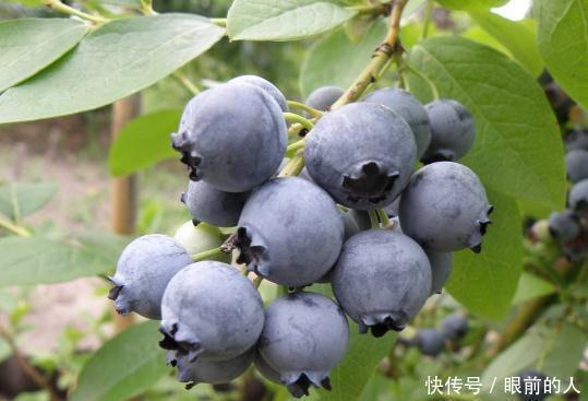 女性不想老太快,常吃此果,美白肌肤,防皱纹,皮肤还细腻有光泽