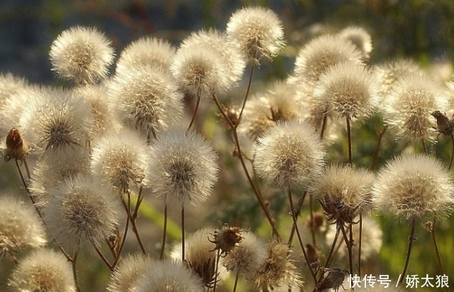  天生一对|蒲公英和此物天生一对，一起泡水喝，清热、解毒