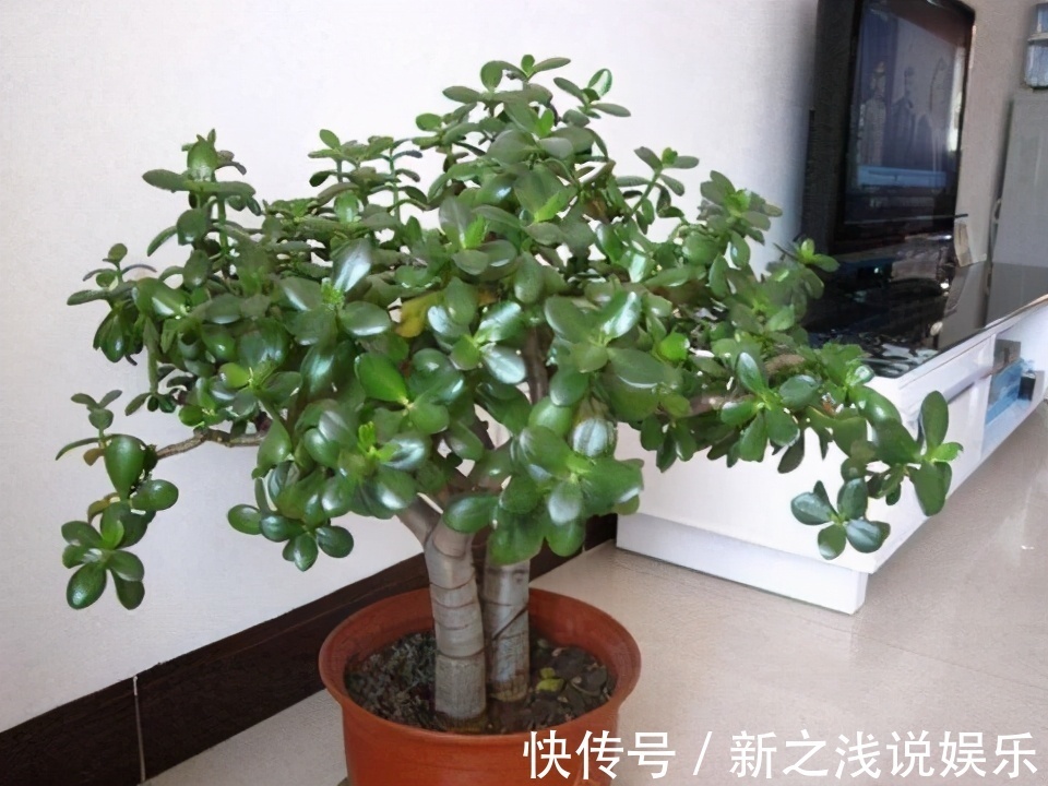 富贵竹|建议爱花人:4种花,加起来不超百元,却有好寓意