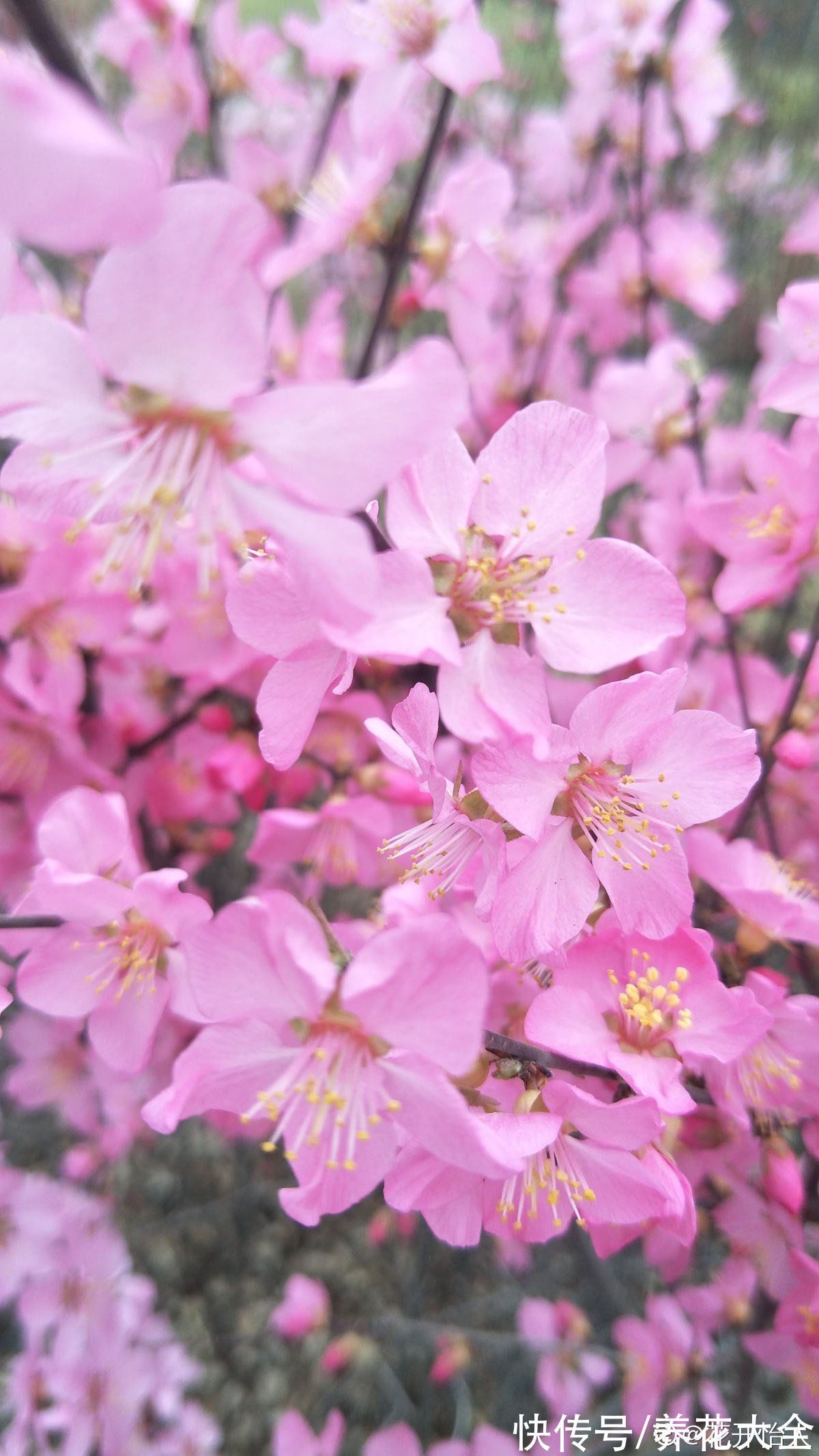早春就开花的植物,现在养正是时候,呼呼开花花苞冒不停