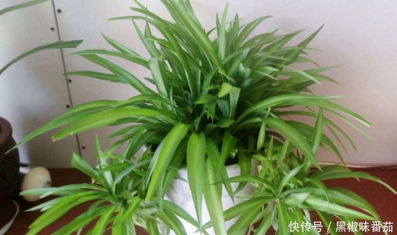 花土|老花匠劝告新人:养花不想出问题就用松针土,用发酵后的它