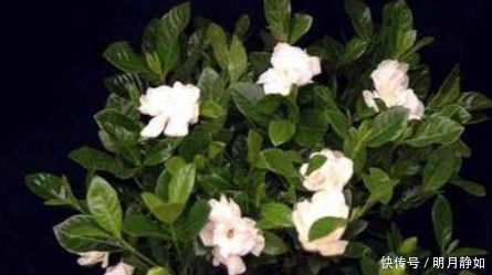 用“它”喷一喷,绣球花、杜鹃花、栀子花蹭蹭猛长,真是太喜人了