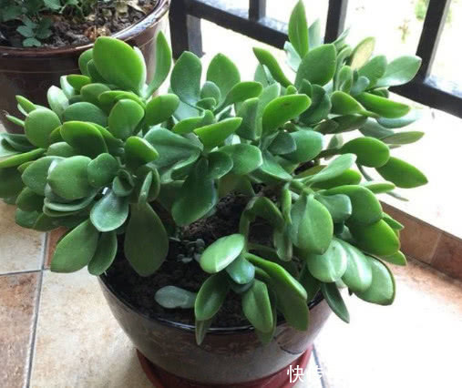 花盆|多肉玉树如何换盆教你3个小步骤,换盆后玉树越长越旺盛