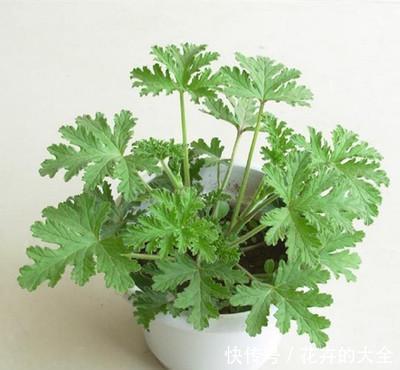 此7种健康花，养家里空气清新病菌少，看看你家有吗