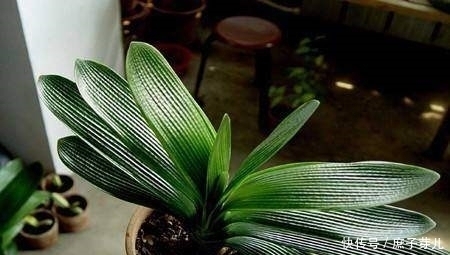 水里加点它,用来养绿萝、君子兰,叶片比打了蜡还要油亮有光泽!