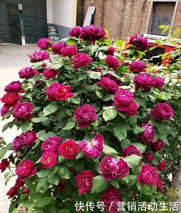 此是“世界名花”，好养如绿萝，清香如兰花，庭院阳台都能养！