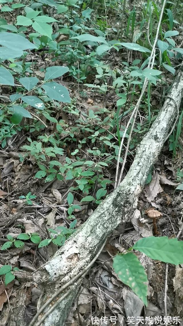 比松树皮更好的兰花植料，生根快、发芽壮，更适合兰菌滋生