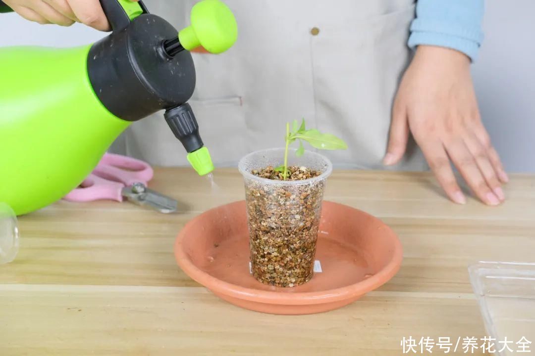 11种常见花，现在扦插，成活率特高