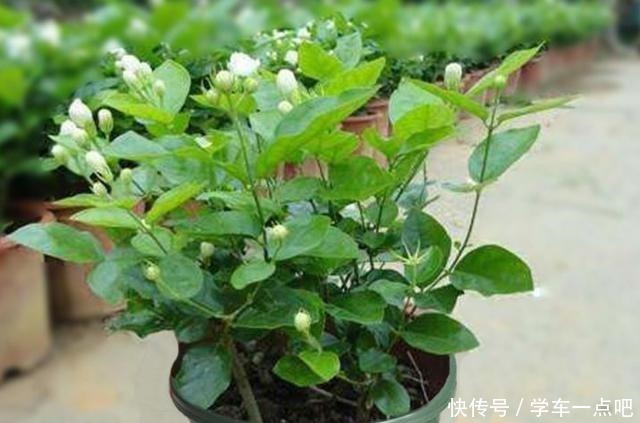 茉莉花枝叶稀疏,黄叶落叶开花少四个技巧促进它花开满枝长势旺!