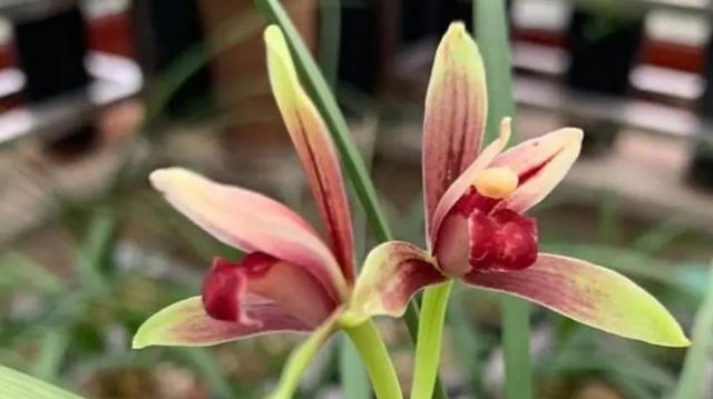 新手养兰花,注意“三细节”,花姿优雅,一年能花开四五次