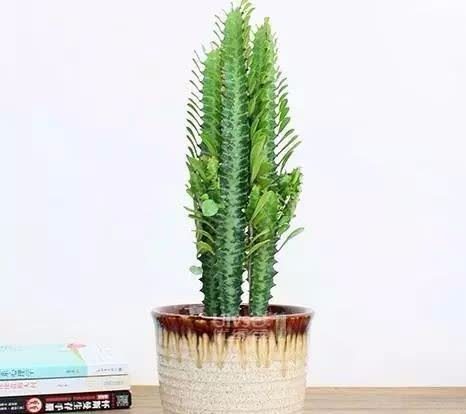 铁树|五种“镇宅花”,听名字就很“霸气”,关键还好养