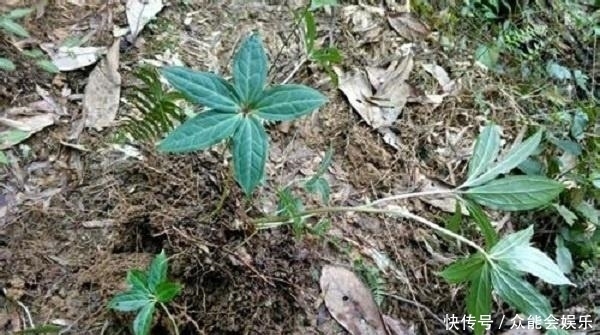 绕道|农村这种野草一身是刺,根部极为珍贵,人称蛇绕道,药用价值高