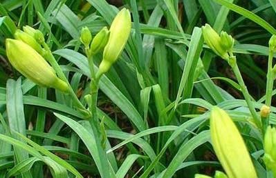  此类|农村此类野菜，养血补虚，美容降压，抗衰老，个个都是宝