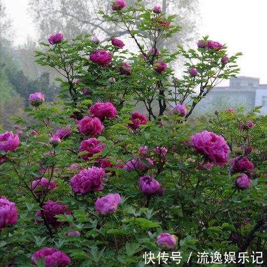 金枝玉叶|7种“富贵花”能活一百年,越养越值钱,家里的“摇钱树”