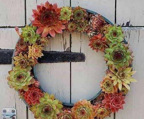 养花|除了花盆之外，这些东西也是绝佳的养花神器，你用过吗？