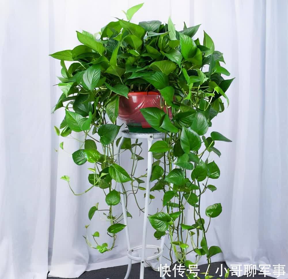 君子兰|九大“健康花”,建议大家养一盆,干净漂亮又吉祥