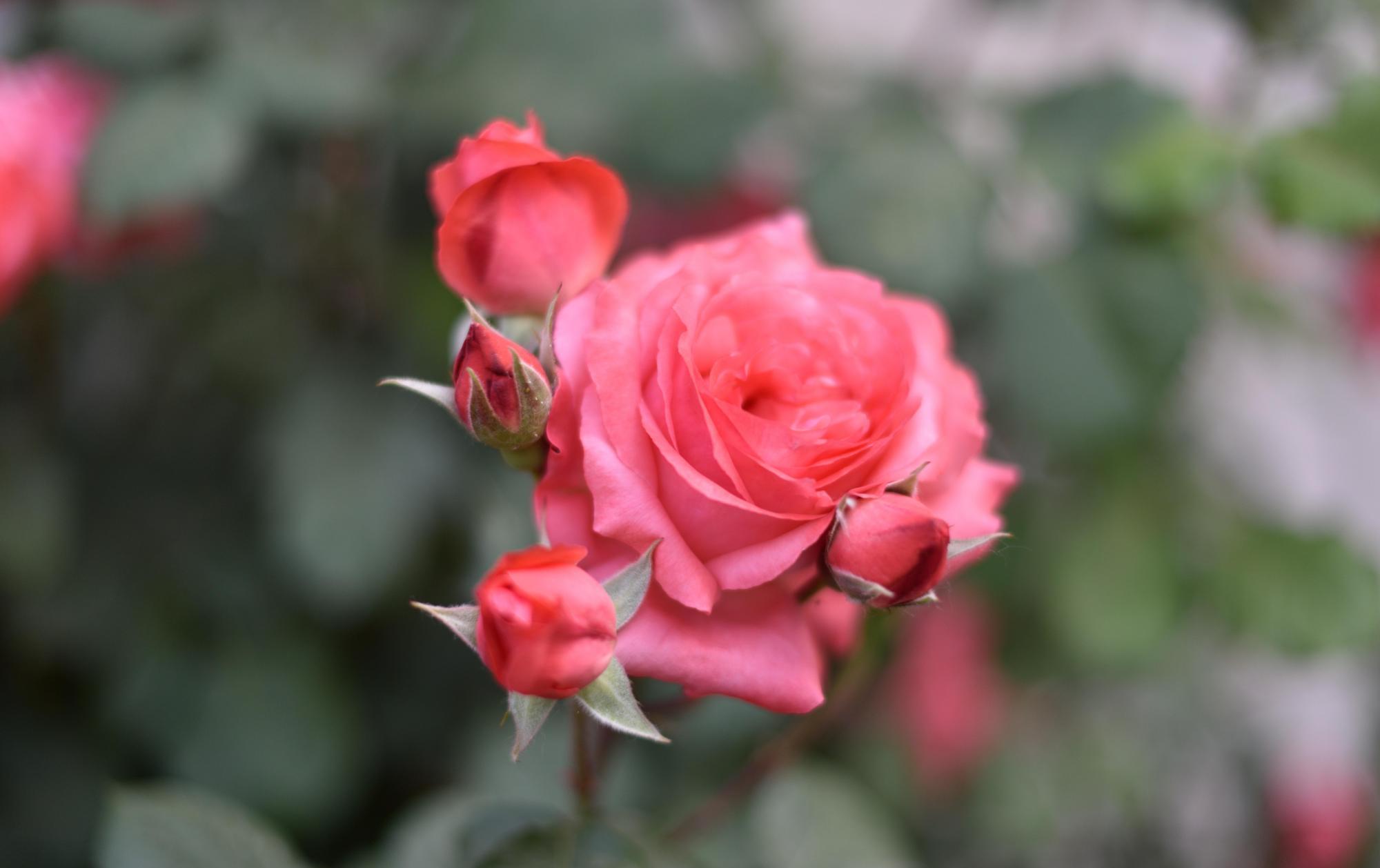 开春养什么花？想早点看花，养这3种，还好养