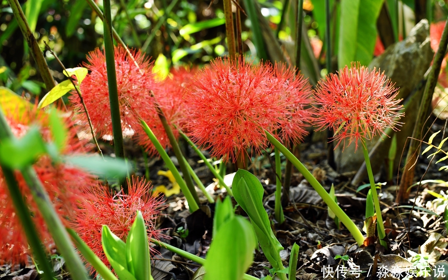 此花鲜艳夺目，有很强的观赏价值，像仙人球一样给人一种神秘感
