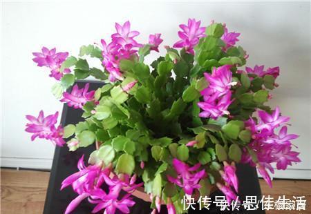 花苞|蟹爪兰有5怕，了解掌握，不黄叶不掉花苞，越长越旺！