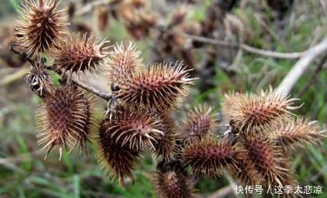 农村|农村路边常见的野草，茎叶有剧毒，果实可入药，祛风消炎治牙痛