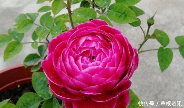 它是世界名花,全年开花,漂亮不输牡丹,花香不输兰花,值得养