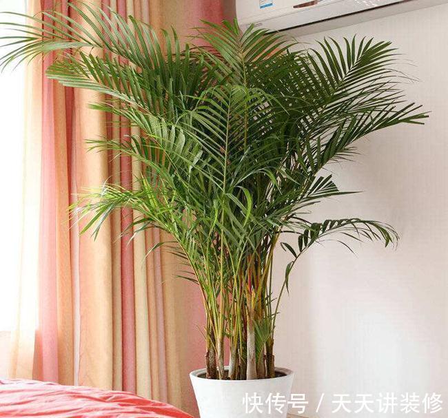 金银花|5种“养人花”,你养着它,它也养着你,家里空气清新,人健康