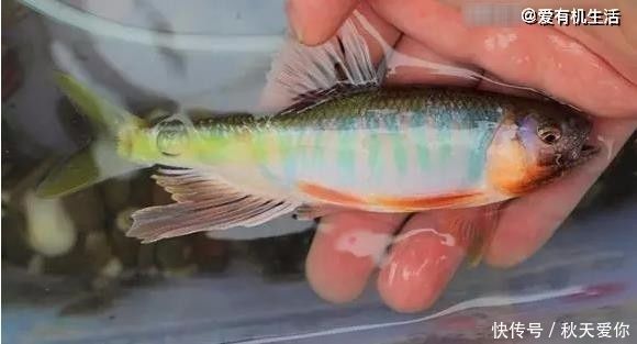 这种鱼身上的鳞甲似彩虹,人称“桃花鱼”,用来油炸非常美味!