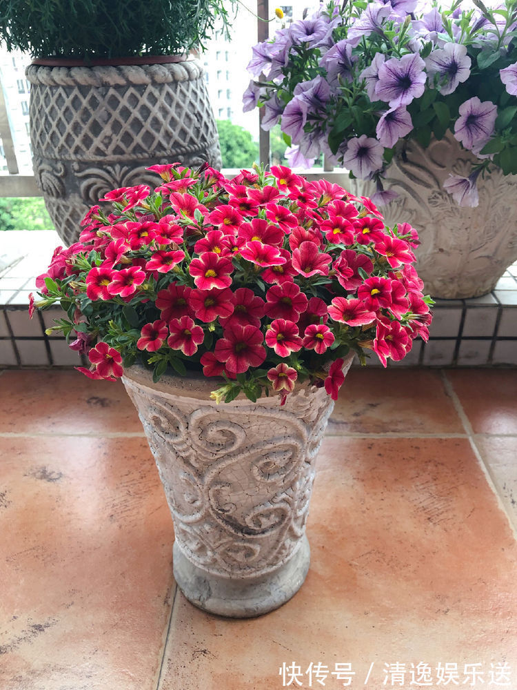 花海|这些花朵超好养,不管也爆盆,放在家里,你也能拥有一片花海