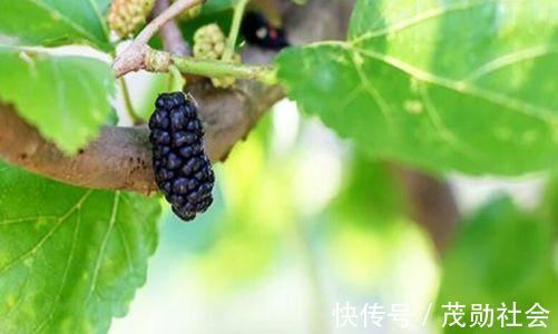 风流泪|桑叶的作用居然这么大,这五点药用价值您知道几种