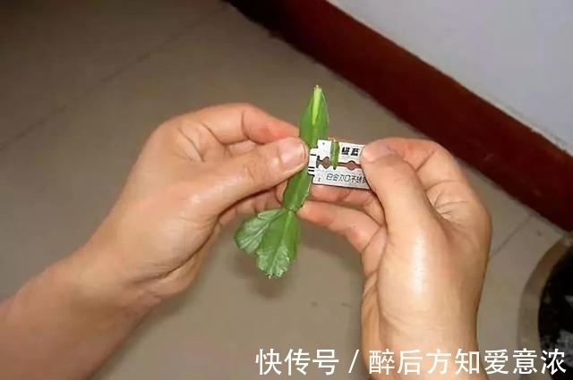 仙人掌|仙人掌如何嫁接蟹爪兰?教你3个嫁接小妙招,方法对了,开花多3倍