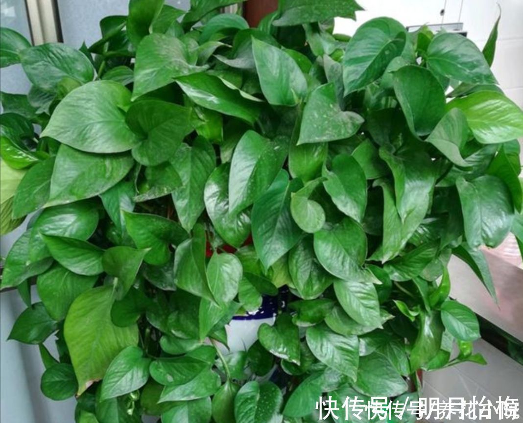 黄叶|朋友看到我养绿萝，让我赶紧扔掉，理由是“一棵绿萝藏七个鬼”