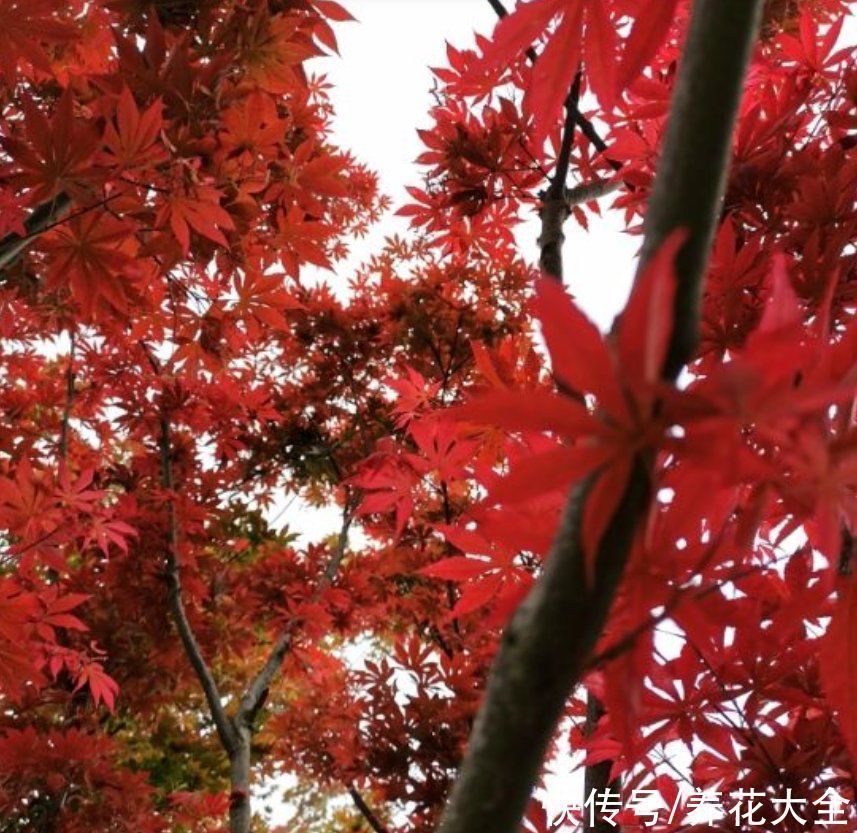 花友们|越养越升值的6种花,养花相当于赚钱,你养了吗?