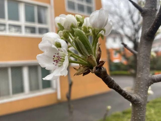 舒卷烟霞自掩映，半山芳菲绕窗棂 ——开元邀你来赏花（一）