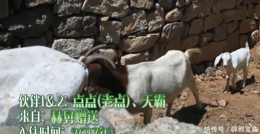 小不点|《向往的生活》小H开发布会,细数蘑菇屋的小可爱,你还记得几个