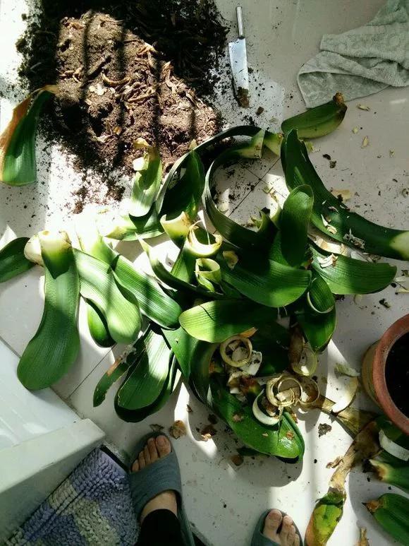 秋天|绿萝君子兰烂心叶黄,“剃个头”新芽直冒,呼呼爆盆!