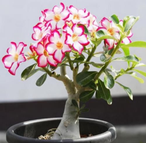 去朋友家玩，看见阳台一种花，太美了，给大家晒晒