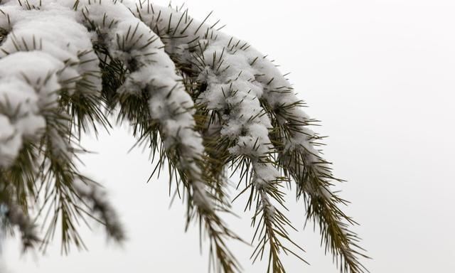  落雪|七律·千里龙江落雪时