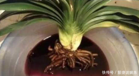 手把手教你“君子兰”换盆,做好关键几点,年年开花不断,长得旺