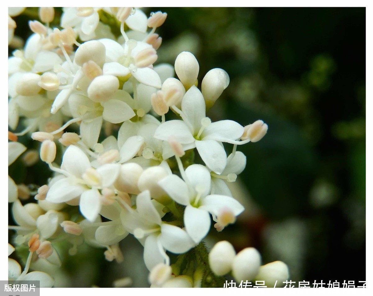 养分|夏天想让茉莉花开花多,做好“晒、追、剪”,开的花又白又香