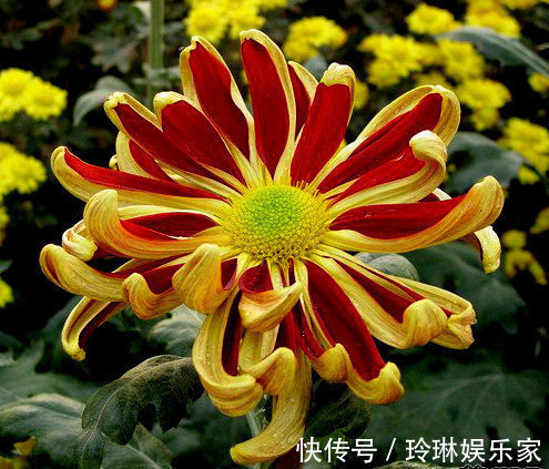 喜欢菊花，不如养盆“十大名菊”帅旗，花似统帅旗帜，霸气十足！