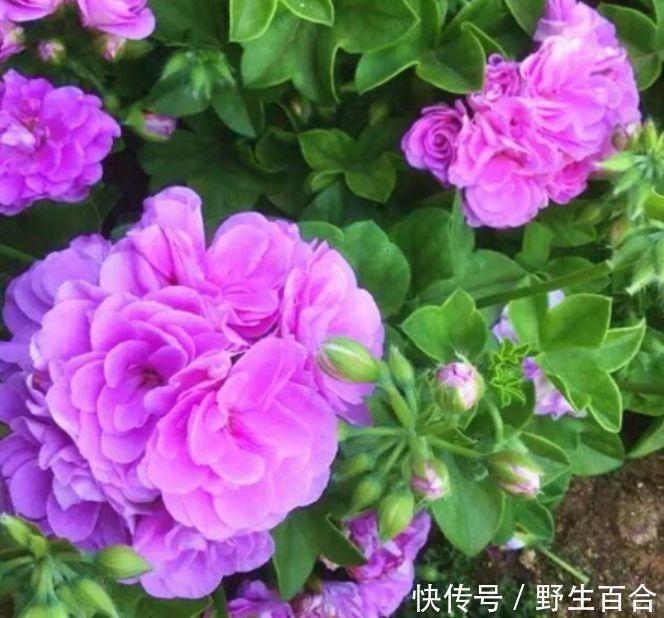 月季|养花就养几种花，家里养一盆，颜值高，开花多，随便一养成花海！